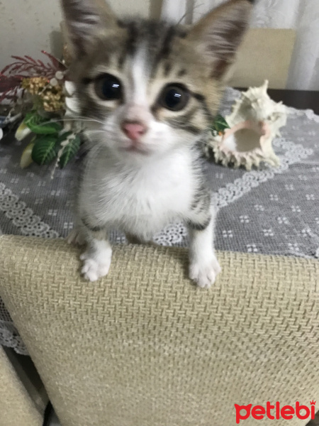 Tekir Kedi, Kedi  Pamuk fotoğrafı
