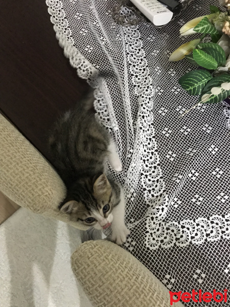 Tekir Kedi, Kedi  Pamuk fotoğrafı