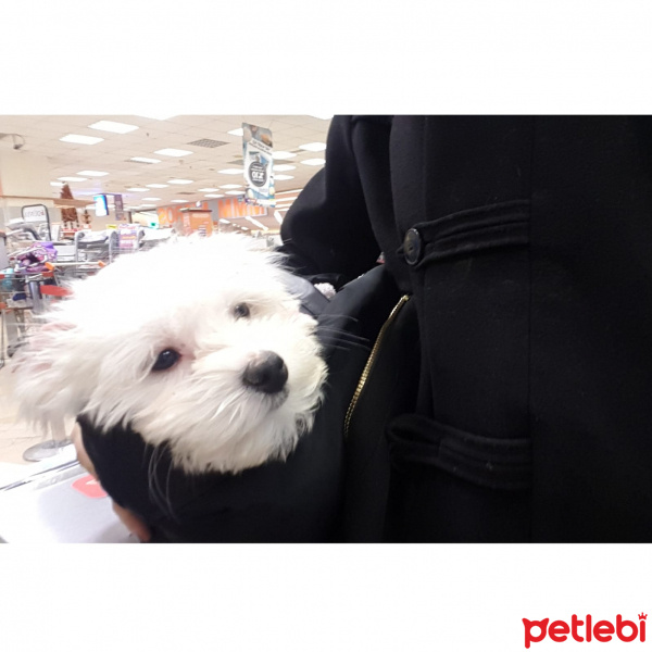 Maltese, Köpek  Romeo 05458249959 sağlık ve ırk garantili fotoğrafı