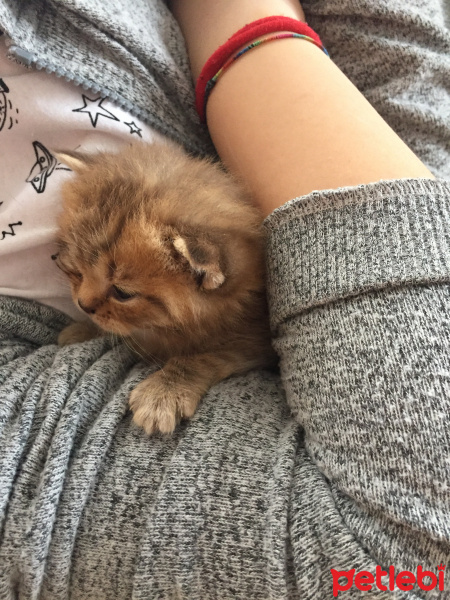 British Shorthair, Kedi  British fotoğrafı