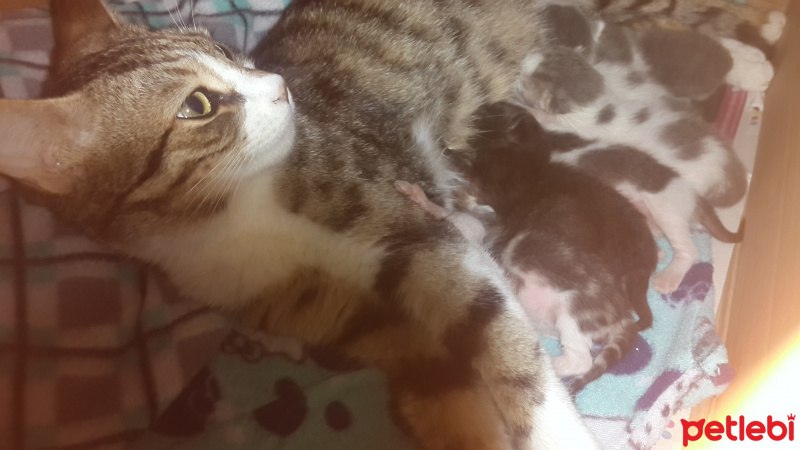 Tekir Kedi, Kedi  Mia fotoğrafı
