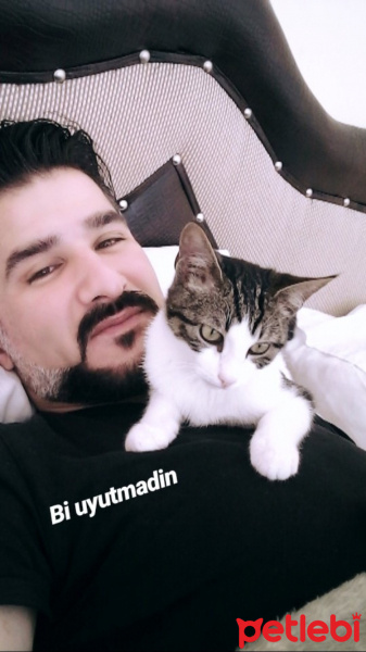 Tekir Kedi, Kedi  herif fotoğrafı