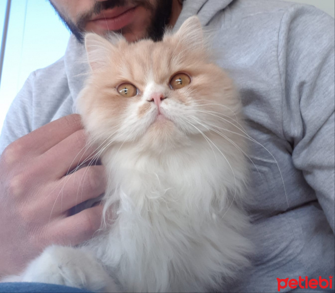 İran Kedisi (Persian), Kedi  Sherlock fotoğrafı