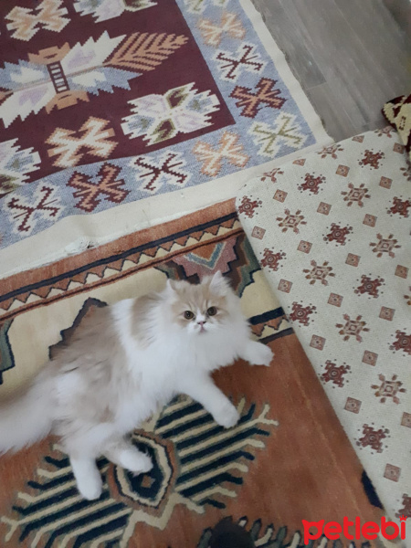 İran Kedisi (Persian), Kedi  Sherlock fotoğrafı