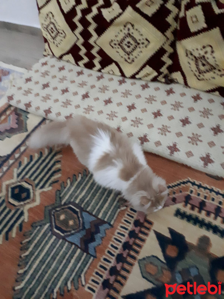 İran Kedisi (Persian), Kedi  Sherlock fotoğrafı