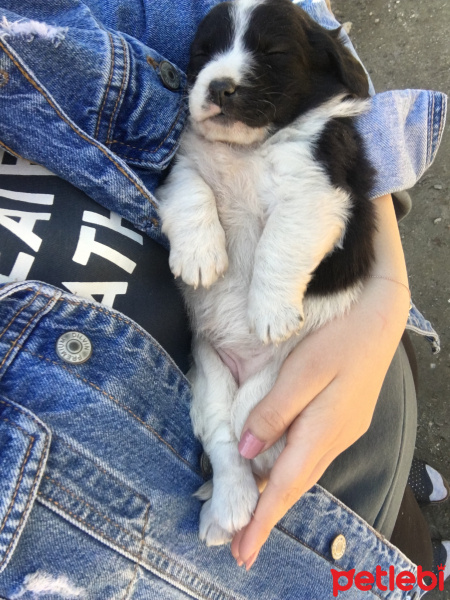 Avustralya Çoban Köpeği, Köpek  Kivi fotoğrafı