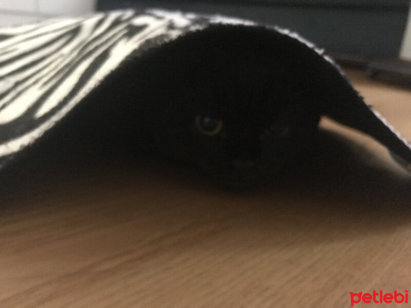 Scottish Fold, Kedi  zagor fotoğrafı