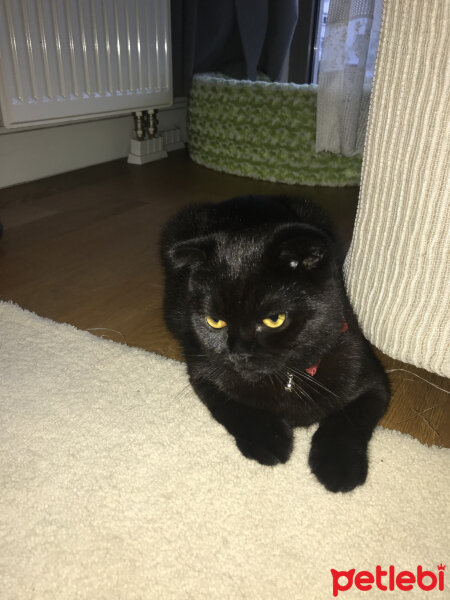 Scottish Fold, Kedi  zagor fotoğrafı