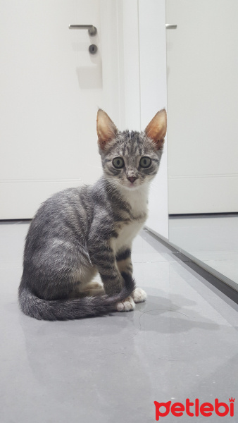 Tekir Kedi, Kedi  Papatya fotoğrafı