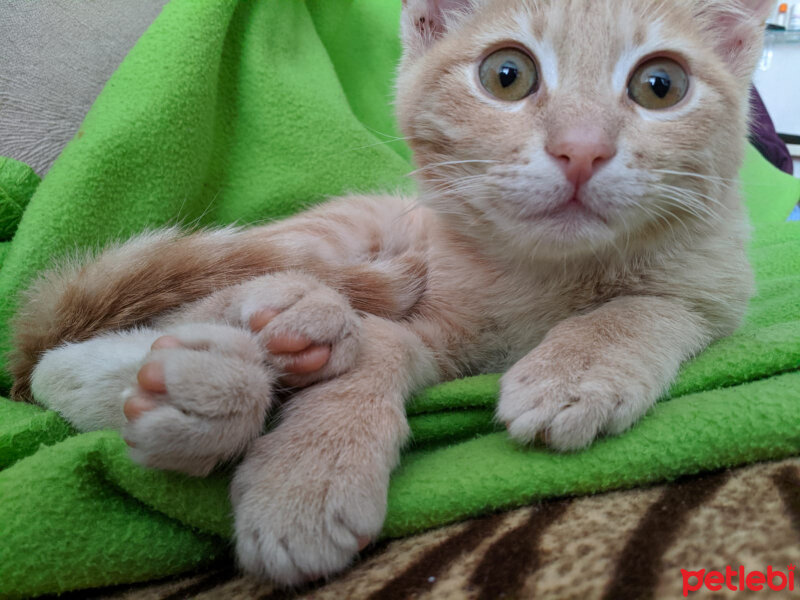 Sarman, Kedi  Turunç fotoğrafı