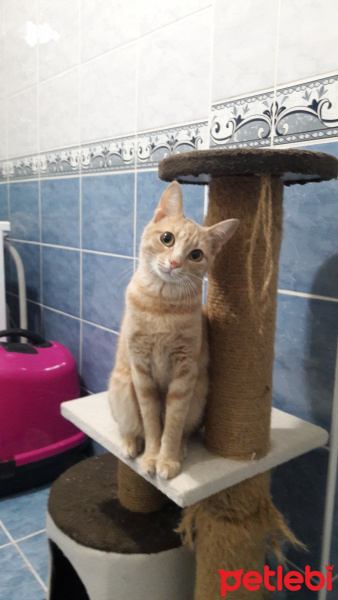 Sarman, Kedi  Safinaz fotoğrafı