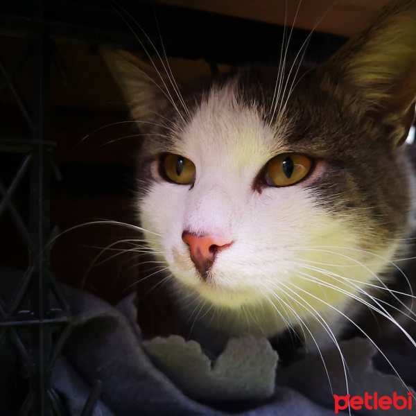 Tekir Kedi, Kedi  Liman fotoğrafı