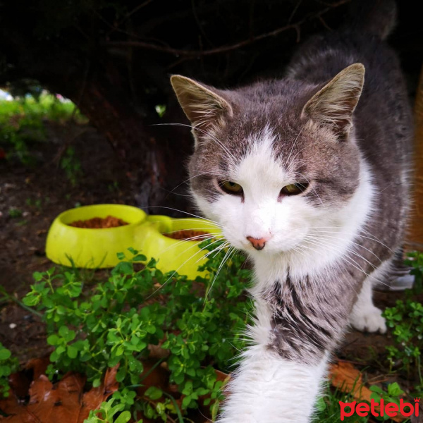 Tekir Kedi, Kedi  Liman fotoğrafı