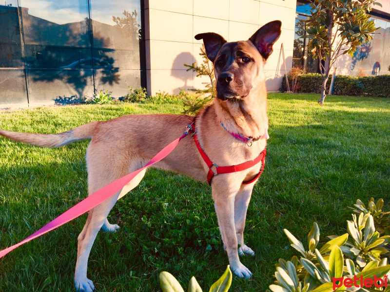 Belçika Malinois, Köpek  Anten fotoğrafı