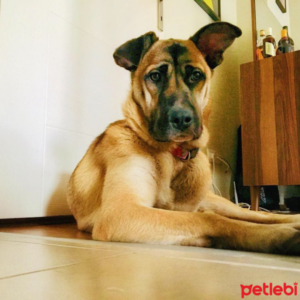 Belçika Malinois, Köpek  Anten fotoğrafı