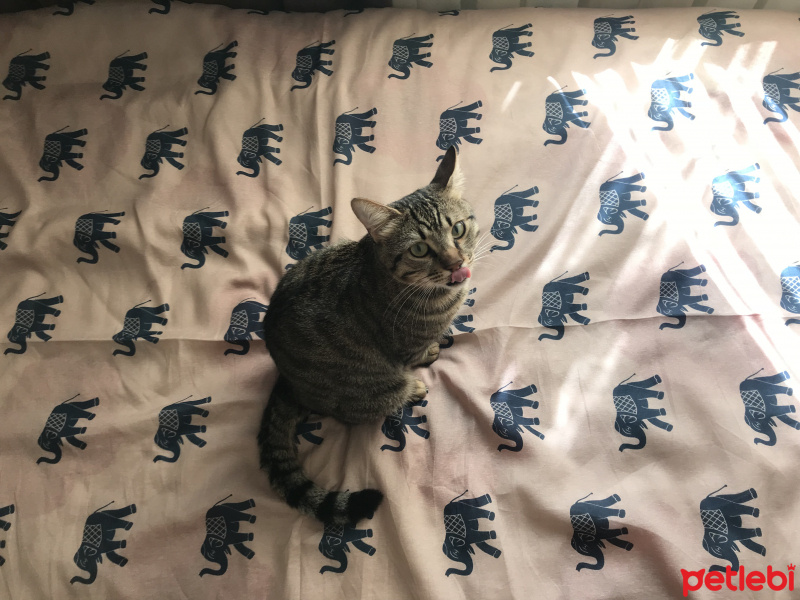 Tekir Kedi, Kedi  Midas fotoğrafı