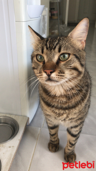 Tekir Kedi, Kedi  Midas fotoğrafı