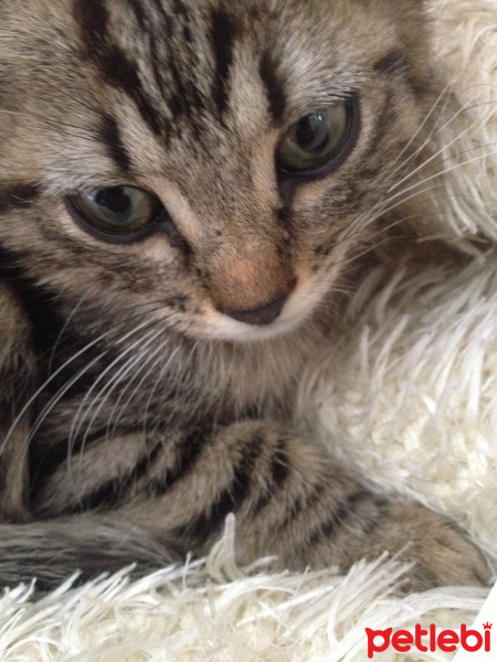 Tekir Kedi, Kedi  Duman fotoğrafı