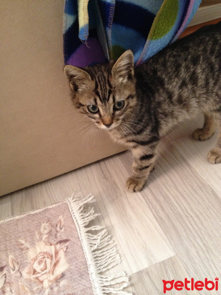 Tekir Kedi, Kedi  Duman fotoğrafı