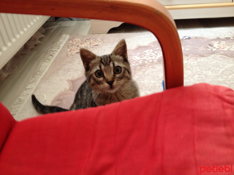 Tekir Kedi, Kedi  Duman fotoğrafı