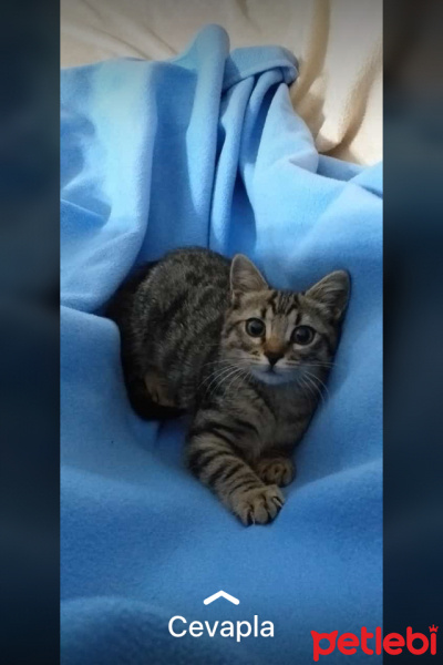 Tekir Kedi, Kedi  Duman fotoğrafı