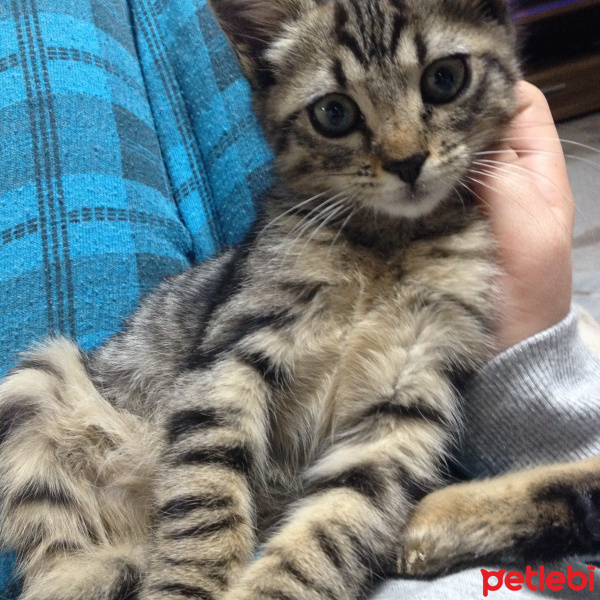 Tekir Kedi, Kedi  Duman fotoğrafı