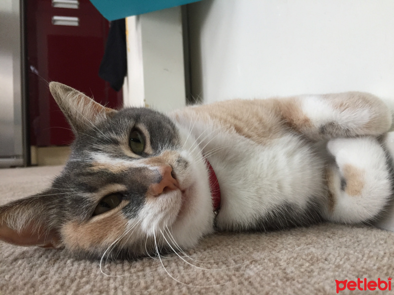Tekir Kedi, Kedi  Fındık fotoğrafı