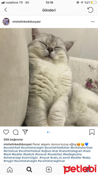 British Shorthair, Kedi  Sezar fotoğrafı