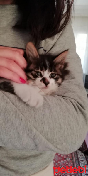 Tekir Kedi, Kedi  Feriş fotoğrafı