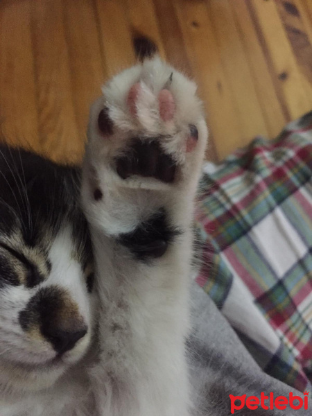 Tekir Kedi, Kedi  Feriş fotoğrafı