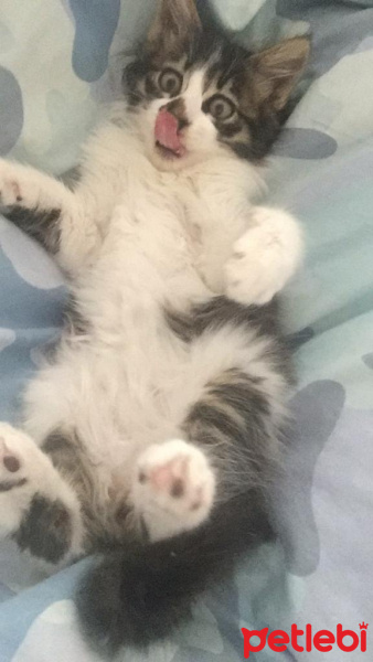 Tekir Kedi, Kedi  Feriş fotoğrafı