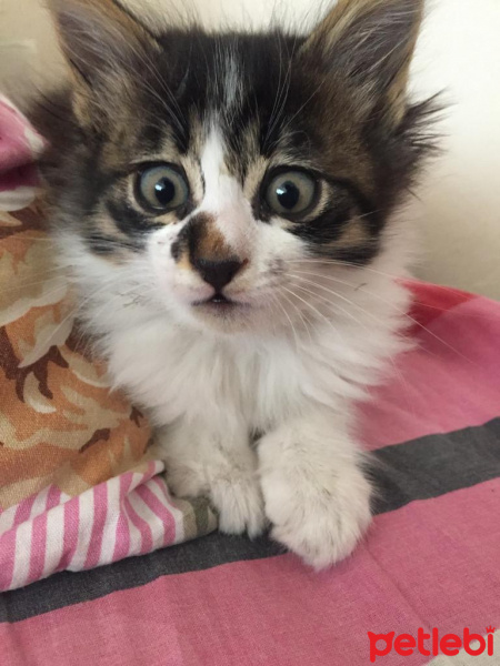 Tekir Kedi, Kedi  Feriş fotoğrafı