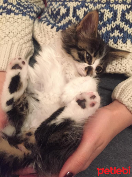 Tekir Kedi, Kedi  Feriş fotoğrafı