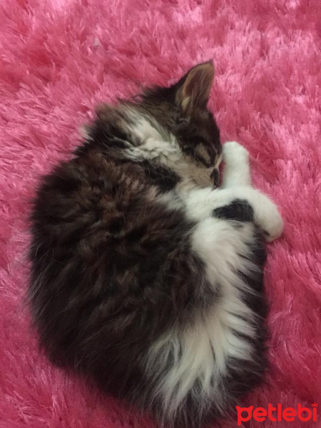 Tekir Kedi, Kedi  Feriş fotoğrafı