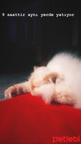 Himalayan, Kedi  Çilek fotoğrafı