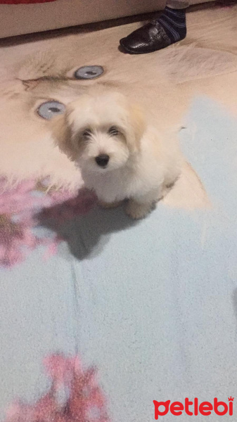 Maltese, Köpek  Ponçik fotoğrafı