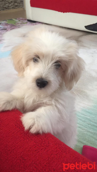 Maltese, Köpek  Ponçik fotoğrafı