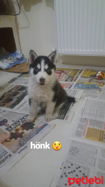 Sibirya Kurdu (Husky), Köpek  ARYA fotoğrafı