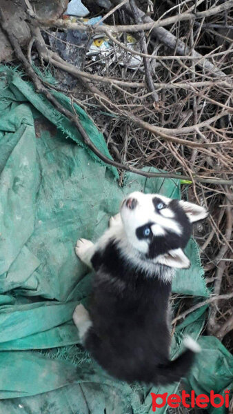 Sibirya Kurdu (Husky), Köpek  ARYA fotoğrafı