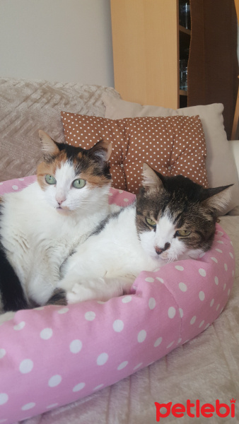 Soke, Kedi  Brendi fotoğrafı