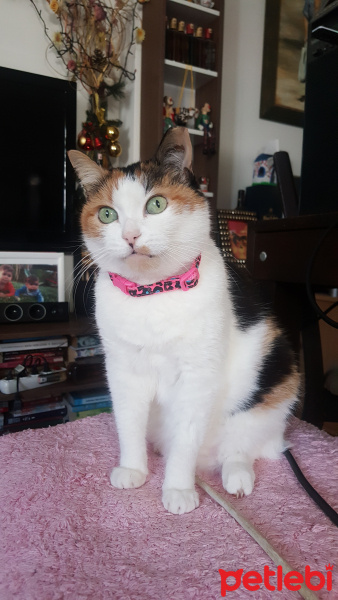 Soke, Kedi  Brendi fotoğrafı