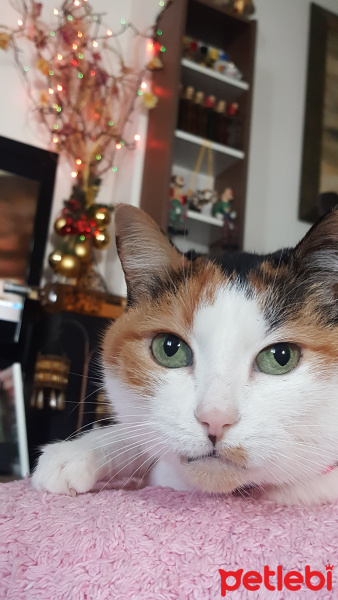 Soke, Kedi  Brendi fotoğrafı
