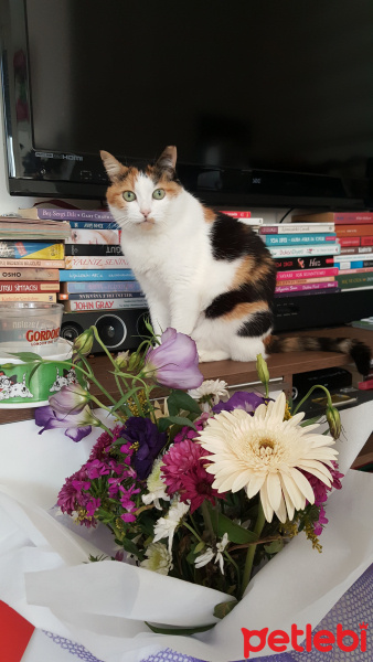 Soke, Kedi  Brendi fotoğrafı