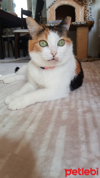 Soke, Kedi  Brendi fotoğrafı