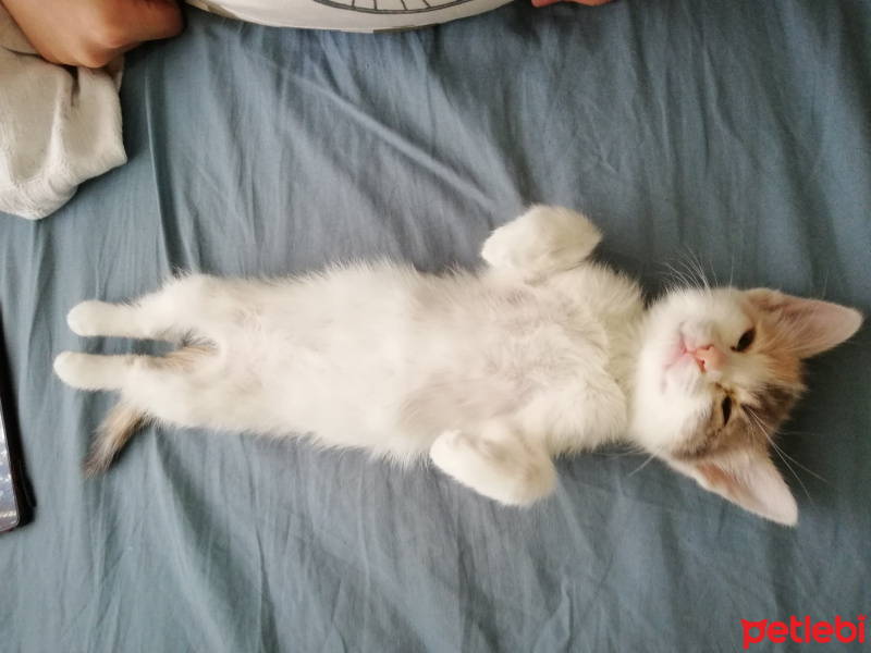 Sarman, Kedi  Piko fotoğrafı