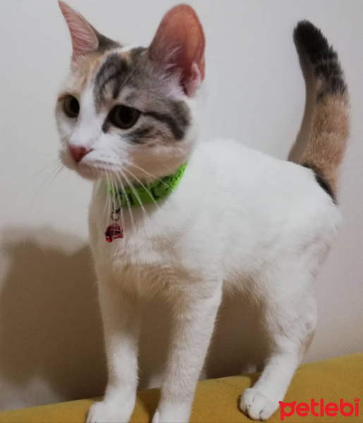 Sarman, Kedi  Piko fotoğrafı