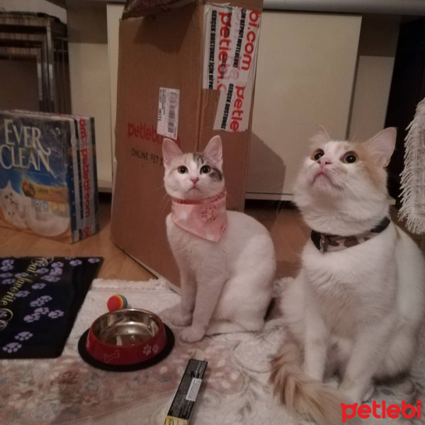 Sarman, Kedi  Piko fotoğrafı