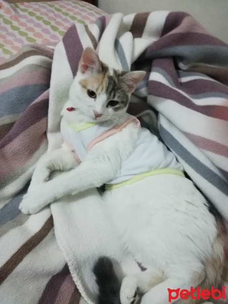 Sarman, Kedi  Piko fotoğrafı
