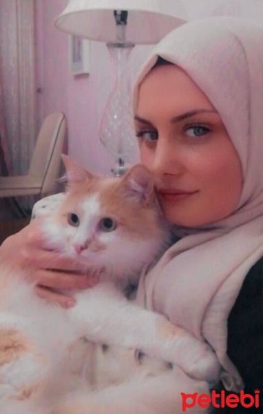 Sarman, Kedi  Piko fotoğrafı