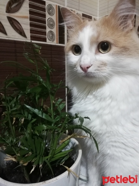 Sarman, Kedi  Piko fotoğrafı